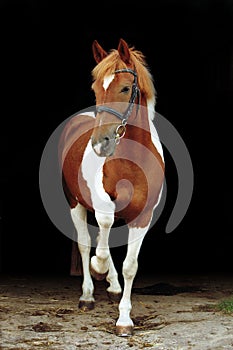 Adorable welsh skewbald pony lifting his leg