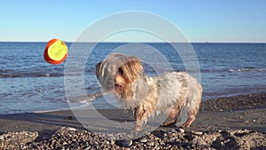 Adorable wet dog turns head looking for ball attentively Yorkshire doggy