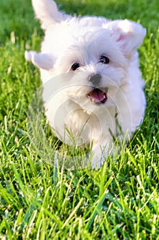 Adorable white Bichon puppy playing in grass