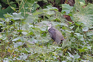 Adorable White-breasted waterhen standing between green plants