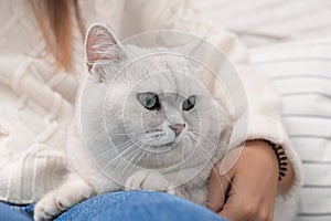 Adorable white British Shorthair cat with his owner on blurred background, closeup. Cute pet