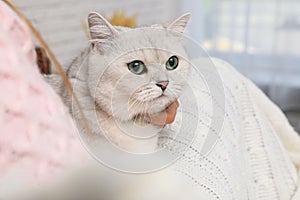 Adorable white British Shorthair cat with his owner indoors, closeup. Cute pet