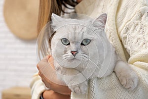 Adorable white British Shorthair cat with his owner indoors, closeup. Cute pet