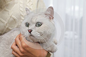 Adorable white British Shorthair cat with his owner indoors, closeup. Cute pet