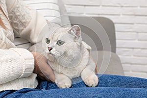 Adorable white British Shorthair cat with his owner near brick wall, closeup. Cute pet