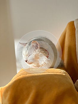 Adorable white cat dozing in the sun, warm sunbeam