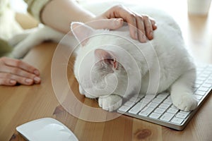 Adorable white cat lying on keyboard and distracting owner from work, closeup