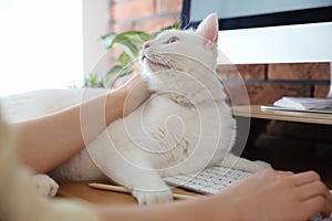 Adorable white cat lying on keyboard and distracting owner from work, closeup