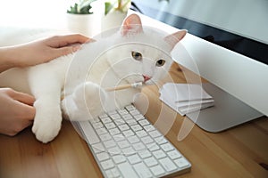 Adorable white cat lying on keyboard and distracting owner from work, closeup