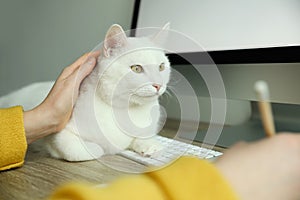 Adorable white cat lying on keyboard and distracting owner from work, closeup