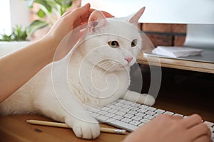 Adorable white cat lying on keyboard and distracting owner from work, closeup