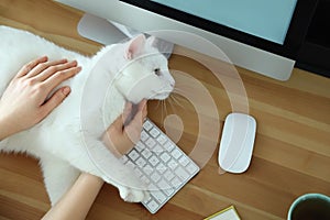 Adorable white cat lying on keyboard and distracting owner from work, top view