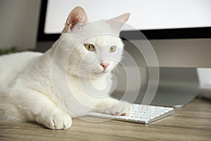 Adorable white cat lying on keyboard at workplace, closeup