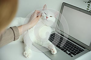 Adorable white cat lying on laptop and distracting owner from work, closeup