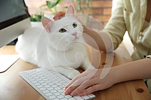 Adorable white cat lying near keyboard on table and distracting owner from work, closeup