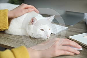 Adorable white cat lying near keyboard on table and distracting owner from work, closeup