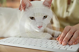 Adorable white cat lying near keyboard on table and distracting owner from work, closeup