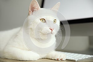 Adorable white cat lying near keyboard at workplace, closeup