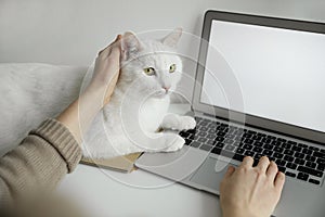 Adorable white cat lying near laptop and distracting owner from work, closeup