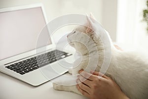 Adorable white cat lying near laptop and distracting owner from work, closeup