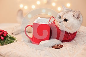 A adorable white cat in a red clothes , lies on a white knitted blanket