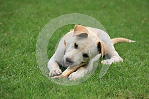 Adorable white dog chewing big bone on grass