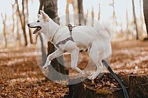 Adorable white dog jumping from stump in sunny autumn woods. Cute mixed breed swiss shepherd puppy