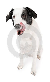 Adorable white dog licking on white background looking at camera.