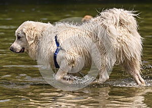 Adorable white dog playing in the water