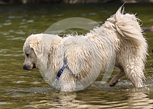 Adorable white dog playing in the water