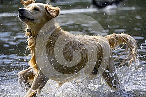 Adorable white dog playing in the water