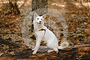 Adorable white dog sitting on old tree in autumn woods. Cute mixed breed swiss shepherd puppy