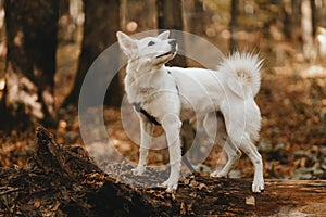 Adorable white dog sitting on old tree in autumn woods. Cute mixed breed swiss shepherd puppy