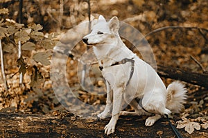 Adorable white dog sitting on old tree in autumn woods. Cute mixed breed swiss shepherd puppy