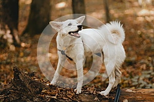 Adorable white dog sitting on old tree in autumn woods. Cute mixed breed swiss shepherd puppy