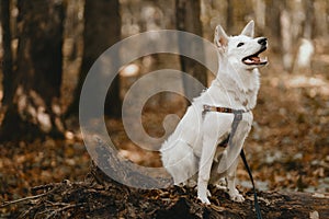 Adorable white dog sitting on old tree in autumn woods. Cute mixed breed swiss shepherd puppy