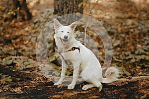 Adorable white dog sitting on tree in autumn woods and smiling. Mixed breed swiss shepherd puppy