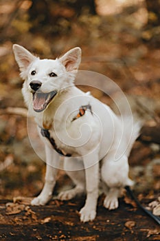 Adorable white dog sitting on tree in autumn woods and smiling. Mixed breed swiss shepherd puppy