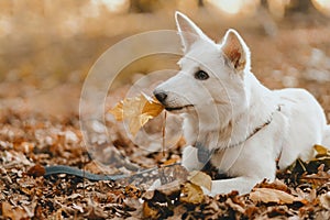 Adorable white dog with yellow autumn leaf sitting in sunny woods. Cute swiss shepherd puppy