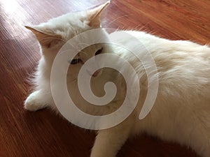 Adorable white feline buddy enjoying a me time on a brown wooden floor