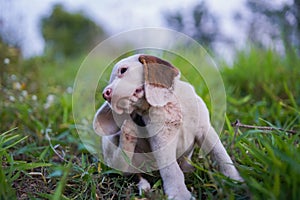 An adorable white fur beagle puppy,a special type of beagle dog, scratching its body on the grass field ,focus on eye,.