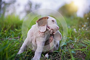 An adorable white fur beagle puppy,a special type of beagle dog, scratching its body on the grass field ,focus on eye,shot with