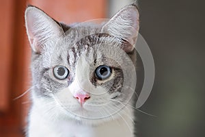 Adorable white and grey kitten whit blue eye.