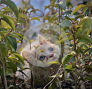 Adorable white kitten with blue eyes between tinny plants looking at sky, selective blured background