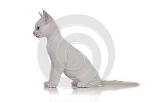 Adorable white kitten looking at side