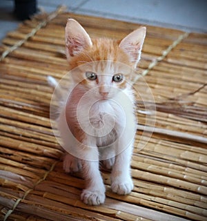 adorable white and orange kitten