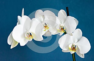 Adorable white orchid flowers with blue background