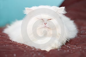 Adorable white persian cat, sleeping on a deep red blanket in the bed in a funny pose, looking relaxed and gorgeous