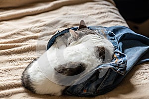 An adorable white pet cat sleeping in someone\'s blue jeans on a bed sleeping