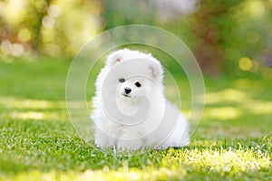 Adorable white Pomeranian puppy spitz. photo